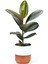 Kauçuk - Ficus Elastica Robusta Canlı Salon Bitkisi 20-45CM 1