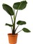 Orta Boy Starliçe Üretim Saksılı Strelitzia Nicolai 50-70 cm Salon Çiçeği 3