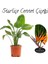 Starliçe (Strelitzia Reginae) Cennet Kuşu Bitkisi 50-70 cm Salon Çiçeği 1