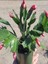 Kırmızı Renk Yılbaşı Çiçeği 1 Adet Saksılı 10-20 cm Schlumbergera Truncata 2