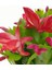Kırmızı Renk Yılbaşı Çiçeği 1 Adet Saksılı 10-20 cm Schlumbergera Truncata 3