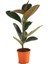 Ficus Elastica Robusta Yeşil Yaprak Kauçuk Ev Ofis Bitkisi 20-45CM 1