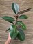 Ficus Elastica Robusta Yeşil Yaprak Kauçuk Ev Ofis Bitkisi 20-45CM 4