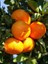 Mandalina Fidanı Bodrum Citrus reticulata, +120 cm, +4 Yaş, tüplü 1