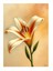 Beyaz Zambak ve Huzur Mdf Poster 35CM X50CM 1