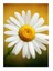 Papatya ve Saflık Art Mdf Poster 18CM x 27CM 1