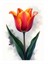 Tulip: Baharın Müjdecisi Art Mdf Poster 35CM X50CM 1