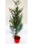 Yılbaşı Çamı - Canlı Yılbaşı Ağacı 100-120 cm 2