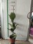 Keman Yapraklı Kauçuk Çiçegi (100cm) 1