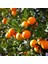 Portakal Fidanı VALENCİA Citrus sinensis Valencia, +120 cm, Tüplü(3 yaş) 1