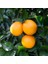 Portakal Fidanı VALENCİA Citrus sinensis Valencia, +120 cm, Tüplü(3 yaş) 2