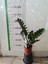 Zamia Çiçeği (Zeze - Zamioculcas Zamiifolia) 1