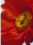 Scarlet Poppy Cologne Intense 100ML 3