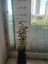 Yaban Mersini Fidanı Vaccinium Corymbosum Elliott, +3 Yaş, 40-60 Cm, Saksıda 1