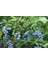 Yaban Mersini Fidanı Vaccinium Corymbosum Elliott, +3 Yaş, 40-60 Cm, Saksıda 2
