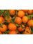 Ortaca El Ele Kadın Koop. Mandarin Klemantin 1