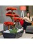 Atlas Bonsai-3-1 Masaüstü Kullanıma Uygun Doğal Ağaç Gövdeli Yapay Bonsai Ağacı - 50X60 cm 4