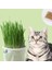 Topraksız Suda Kedi Çimi Yetiştirme Kiti 1