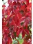 Amerikan Sarmaşığı Fidanı Çit Bitkisi 80 - 90 cm 2