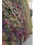 Amerikan Sarmaşığı Fidanı Çit Bitkisi 80 - 90 cm 4