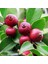 Saksıda Soğuklara Dayanıklı Çilek Guava Fidanı ( Meyve Verme Yaşında) 1