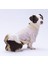 Daisy Papatya Desenli Yumuşak Kedi- Köpek Sweatshirt Kedi Köpek Kıyafeti Köpek Giysisi 2