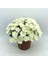 Kasımpatı Krizantem Chrysanthemum Beyaz 1