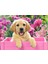 300 Parça Labrador Çocuk Puzzle 1