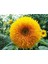 Sunflower Golden Çiçek Tohumu 5 Adet Tohum 1