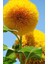 Sunflower Golden Çiçek Tohumu 5 Adet Tohum 4