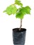 Kızıl Banki Üzüm Fidanı Tüplü 2 Yaş 40 cm 60 cm 2