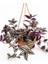 Yeşil Alacalı Telgraf Çiçeği Makrome Saksılı 30-50CM (Tradescantia Zebrina) 1