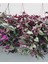 Yeşil Alacalı Telgraf Çiçeği Makrome Saksılı 30-50CM (Tradescantia Zebrina) 3