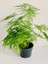 Tül Çiçeği Asparagus Setaceus 1 Adet Saksılı 10-30CM Salon Çiçeği 3