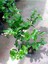Mis Kokulu Sarmaşık Ful Yasemin Çiçeği 30-60CM(JASMINUM Grandiflorum) 1