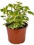 Mis Kokulu (Plectranthus Forsteri) Çiçeği Saksılı 1 Adet 10-20CM 1