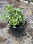 Mis Kokulu (Plectranthus Forsteri) Çiçeği Saksılı 1 Adet 10-20CM 2