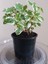 Mis Kokulu (Plectranthus Forsteri) Çiçeği Saksılı 1 Adet 10-20CM 3