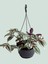 Dolfun Fomlu Telgraf Çiçeği Tradescantia Zebrina Makrome Saksılı 1