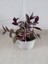 Dolfun Fomlu Telgraf Çiçeği Tradescantia Zebrina Makrome Saksılı 2