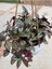 Dolfun Fomlu Telgraf Çiçeği Tradescantia Zebrina Makrome Saksılı 3