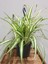 Alacalı Formlu Kurdele Çiçeği 1 Adet Makrome Saksılı (Chlorophytum Comosum) 1