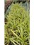 Alacalı Formlu Kurdele Çiçeği 1 Adet Makrome Saksılı (Chlorophytum Comosum) 3