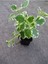 Saksılı Yoğun Kokulu Canıı Bitki (Plectranthus Forsteri) 10-20CM 1