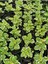 Saksılı Yoğun Kokulu Canıı Bitki (Plectranthus Forsteri) 10-20CM 2