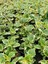Saksılı Yoğun Kokulu Canıı Bitki (Plectranthus Forsteri) 10-20CM 3