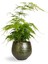 Dekoratif Salon Çiçeği Asparagus Setaceus Tül Kuşkonmaz Çiçeği 10-30CM 1