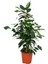Salon Çiçek Seti Yeşil Benjamin (40-60CM)-KAUÇUK (50-60CM)-ALACALI Benjamin Çiçeği (40-50CM) 2