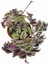 Alacalı Tradescantia Zebrina Telgraf Çiçeği 1 Adet Saksılı 2