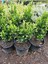 Euonymus Japonicus Yeşi Taflan Bitkisi 1 Aadet Saksılı 30-40CM Çit Bitkisi 2